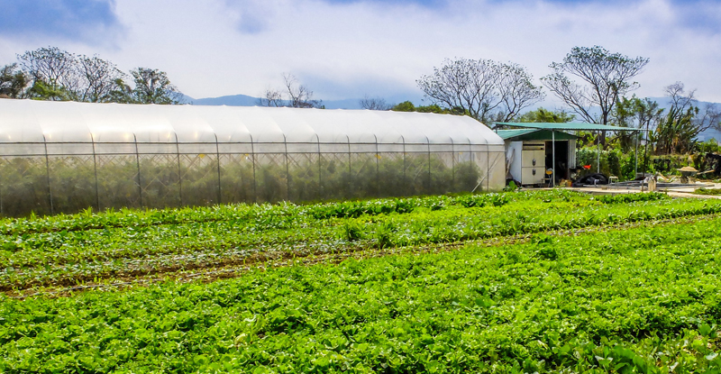 > 农场风景及点滴